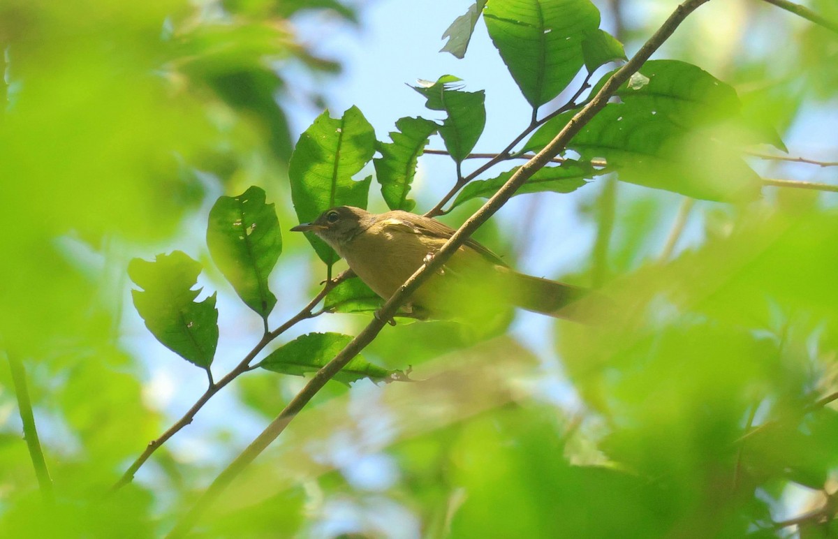 Gray Greenbul - ML646596720