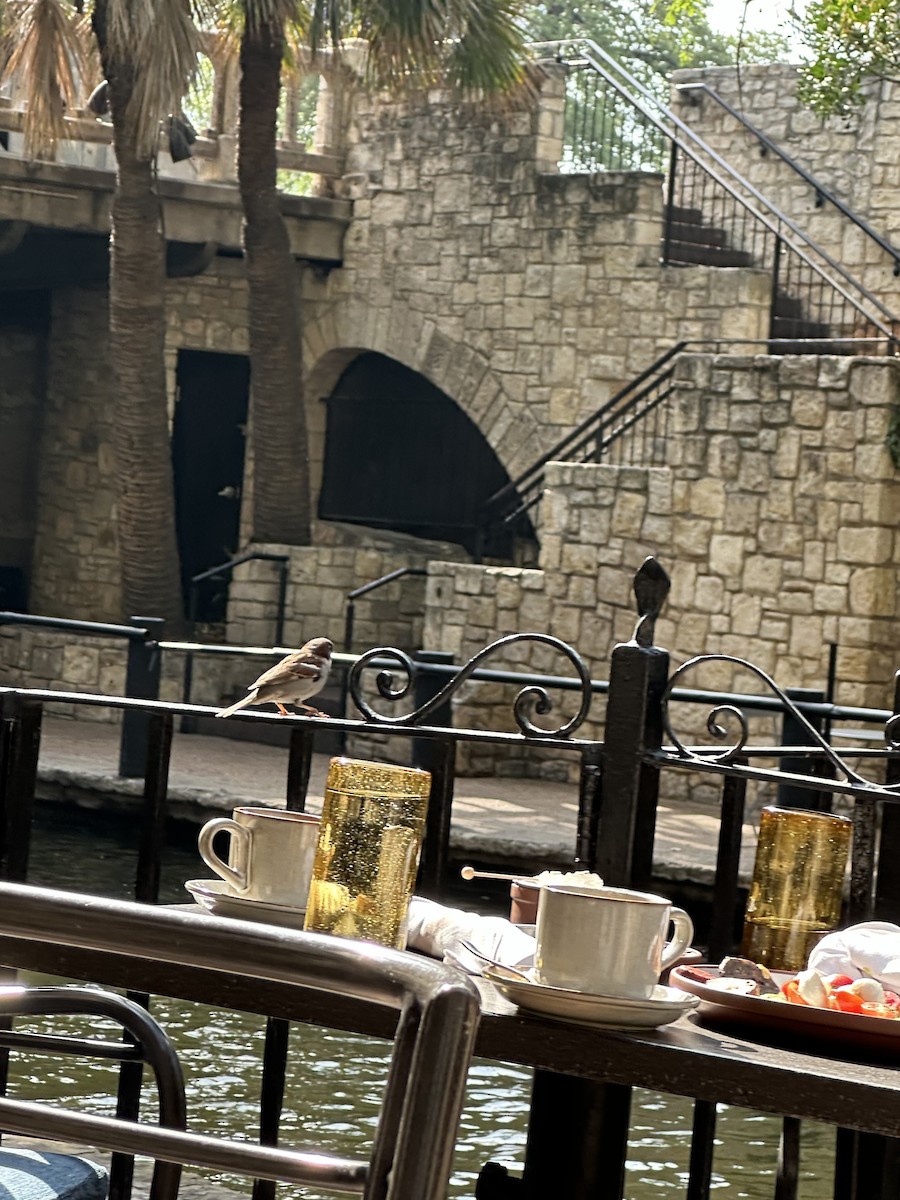 House Sparrow - ML646596722