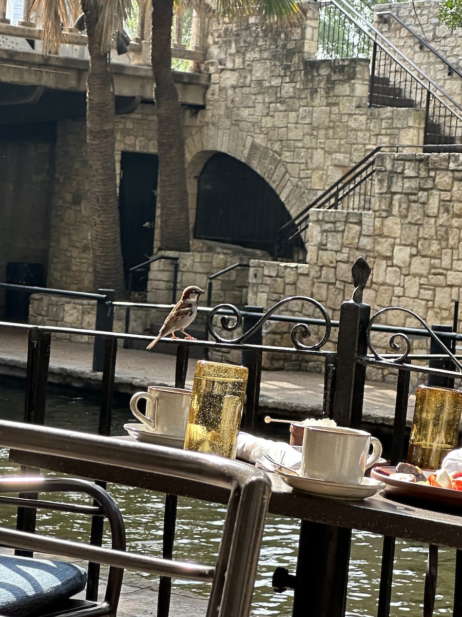 vrabec domácí - ML646596723