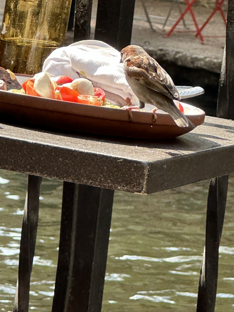 House Sparrow - ML646596724