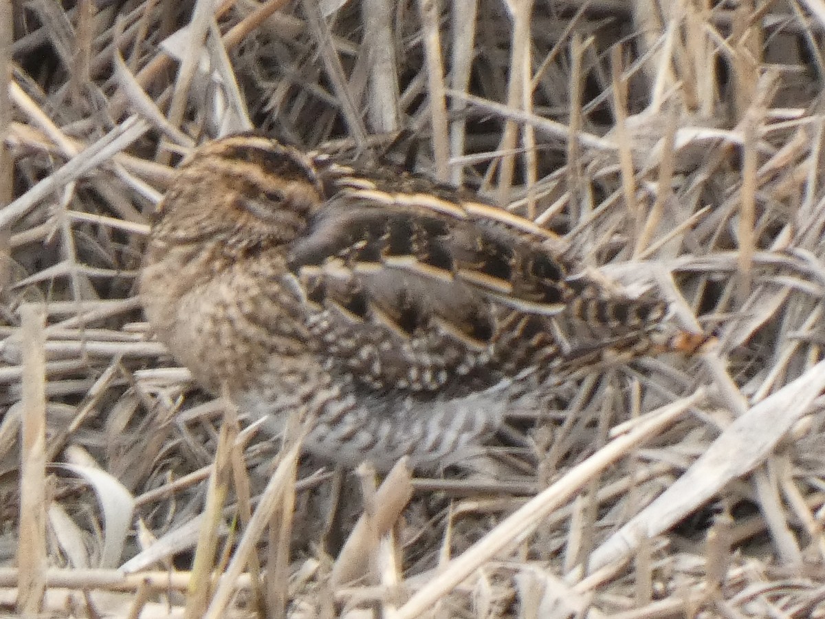 Common Snipe - ML646596725
