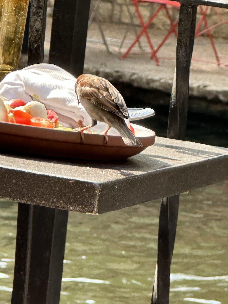 House Sparrow - ML646596726