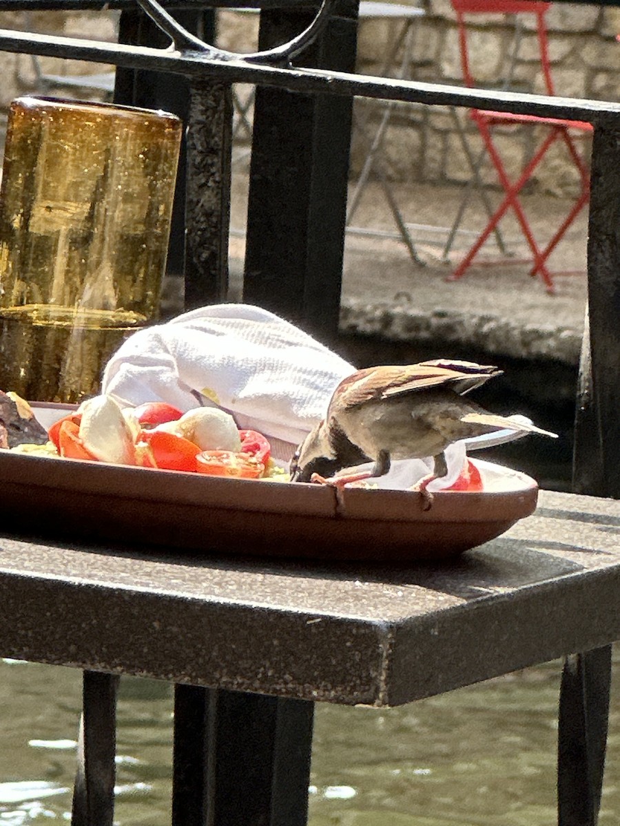 House Sparrow - ML646596727