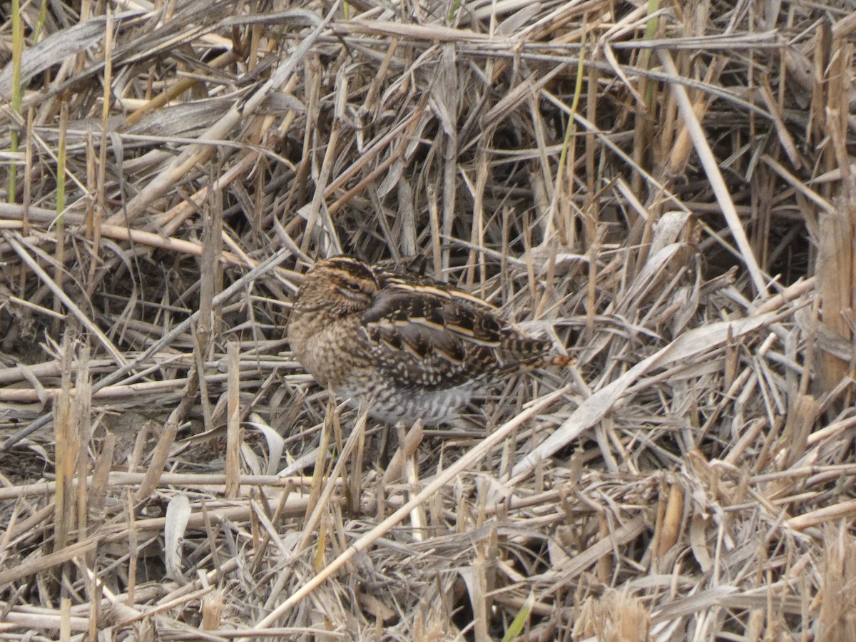 Common Snipe - ML646596728