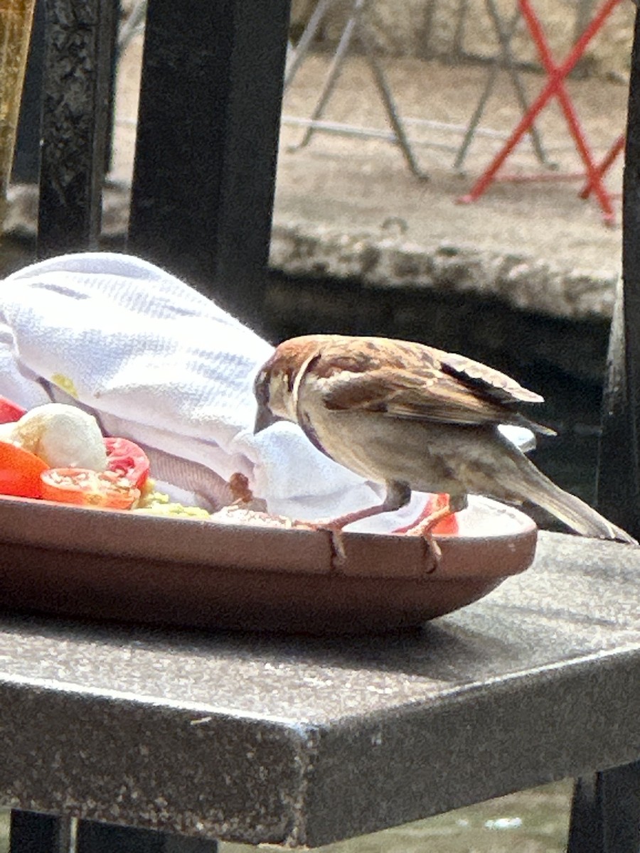 House Sparrow - ML646596730