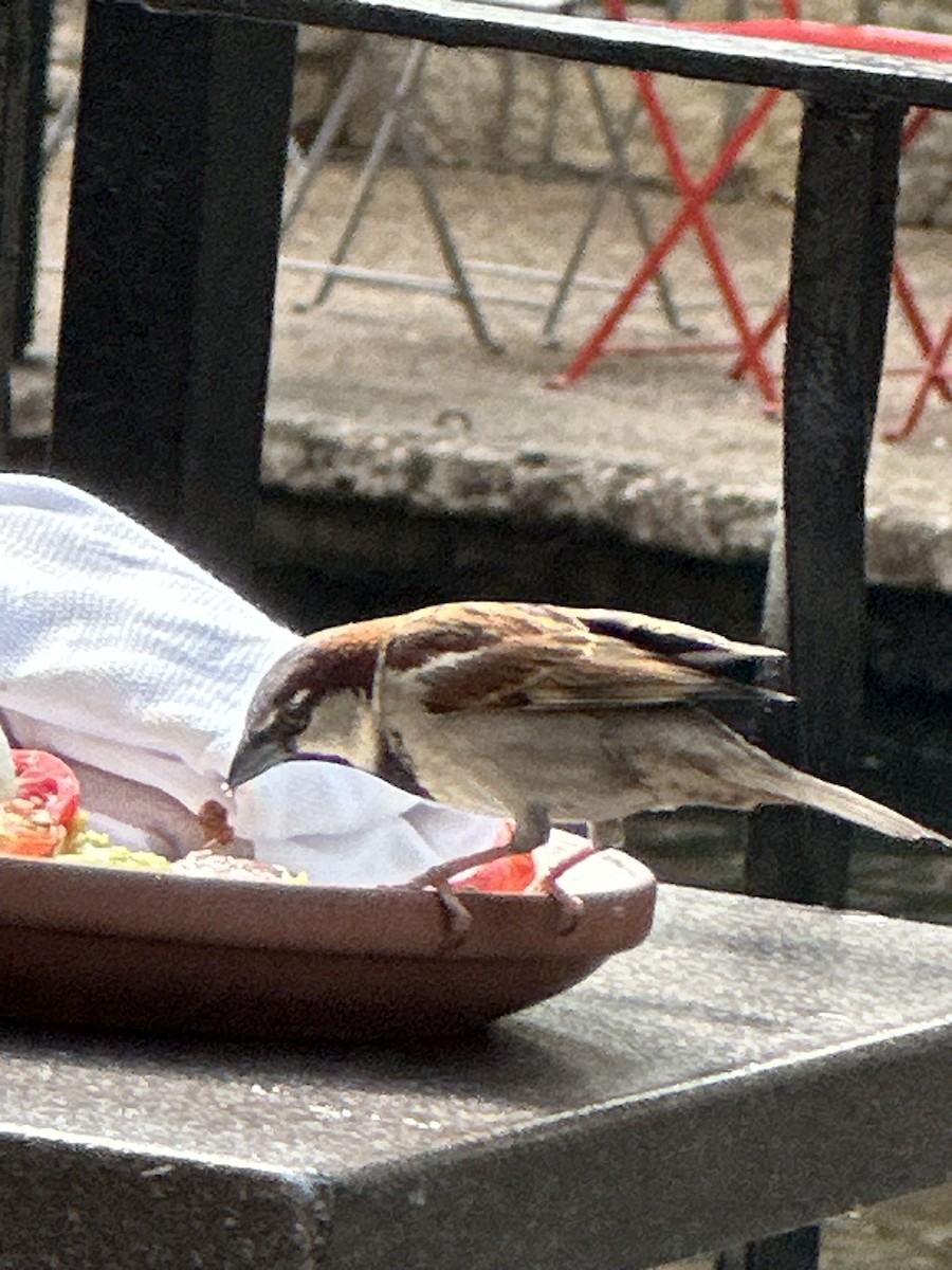 House Sparrow - ML646596731