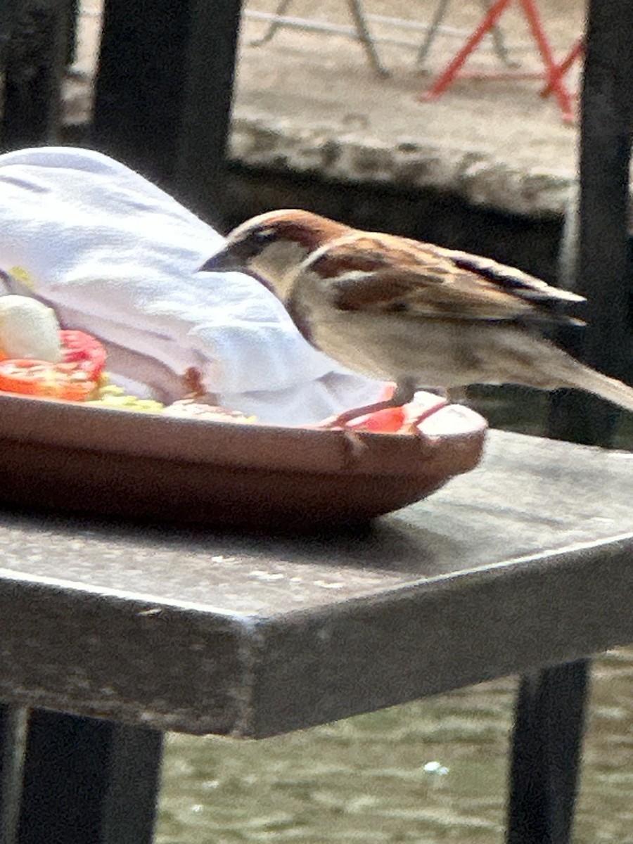 vrabec domácí - ML646596732