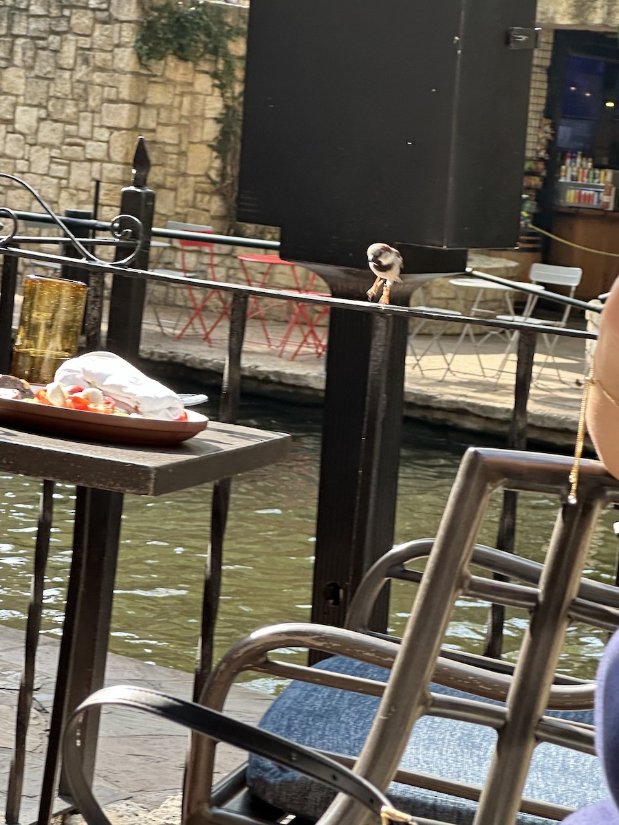 vrabec domácí - ML646596733