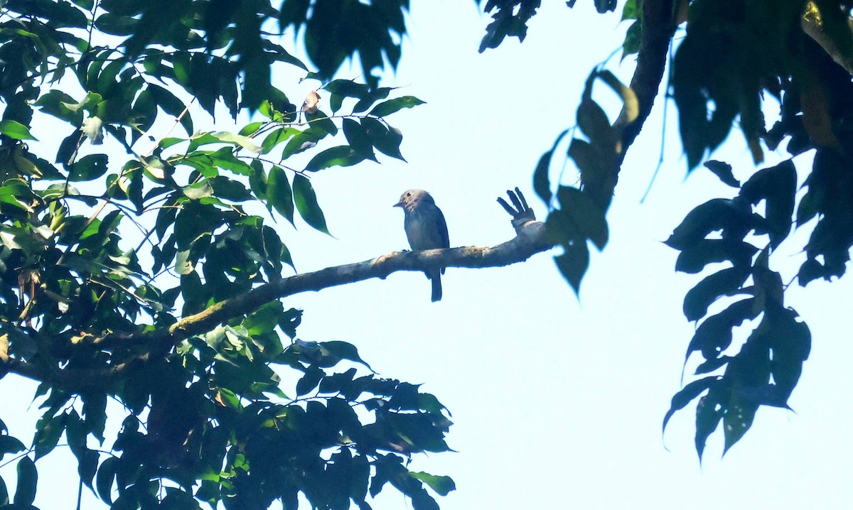 Little Flycatcher - ML646596734