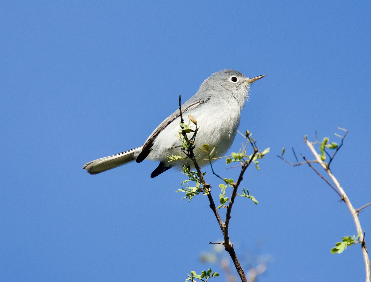 Blue-gray Gnatcatcher - ML646596736
