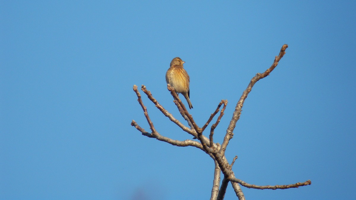 Eurasian Linnet - ML646596737