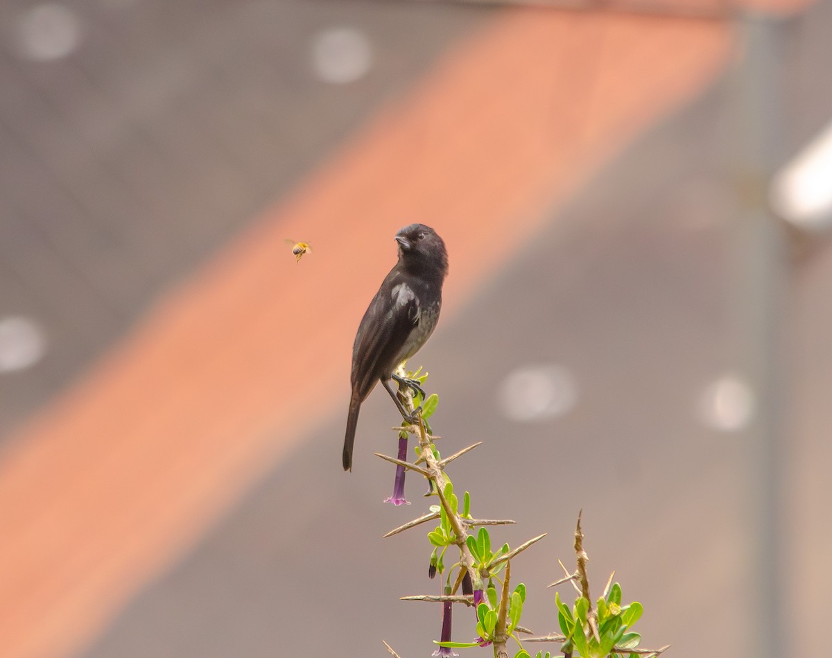 Gray-bellied Flowerpiercer - ML646596739