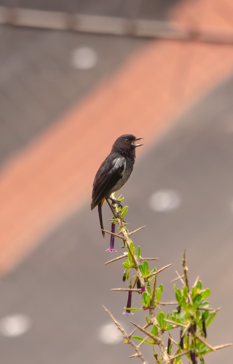 Gray-bellied Flowerpiercer - ML646596740