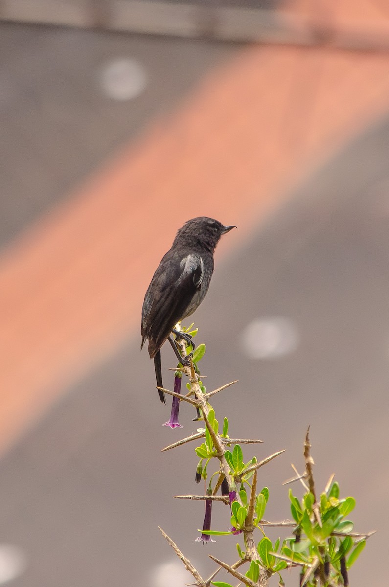 Gray-bellied Flowerpiercer - ML646596741