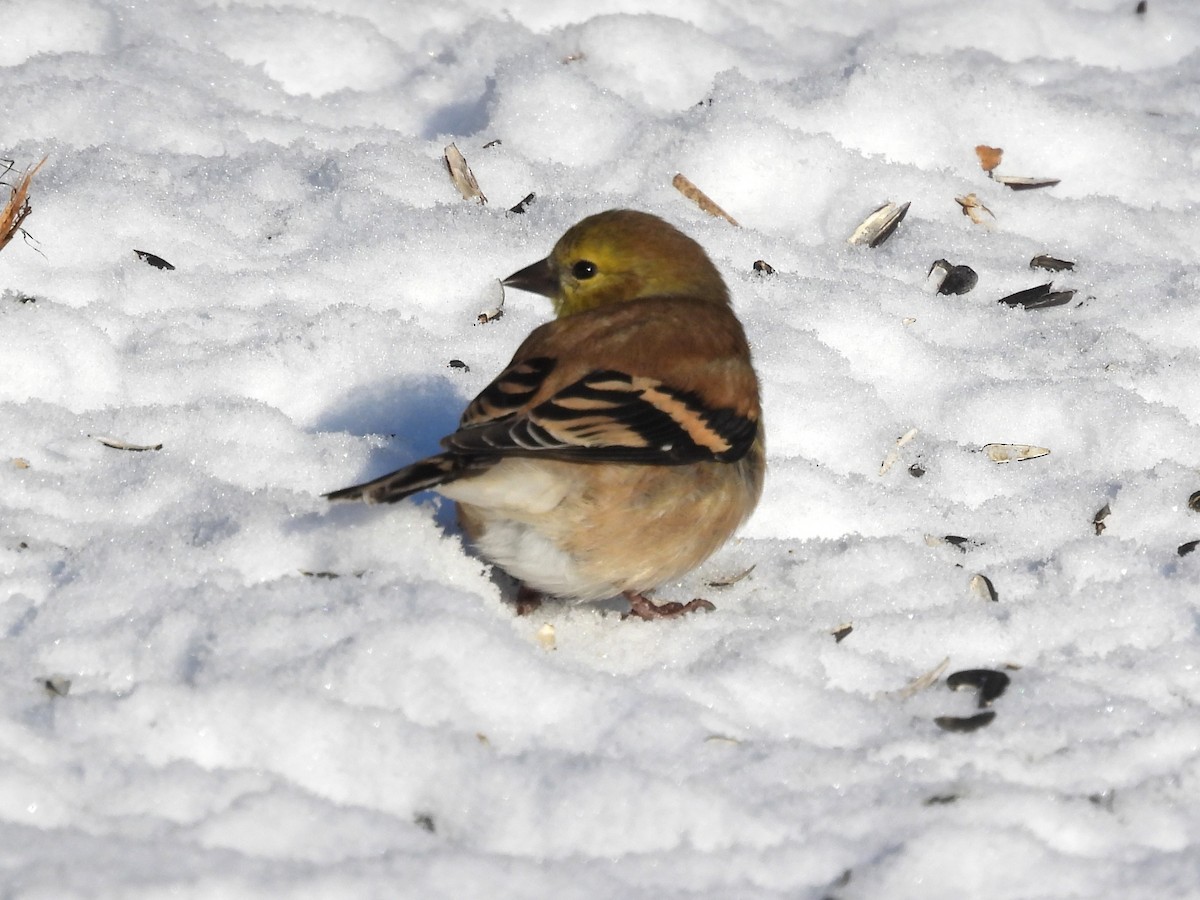 American Goldfinch - ML646596742