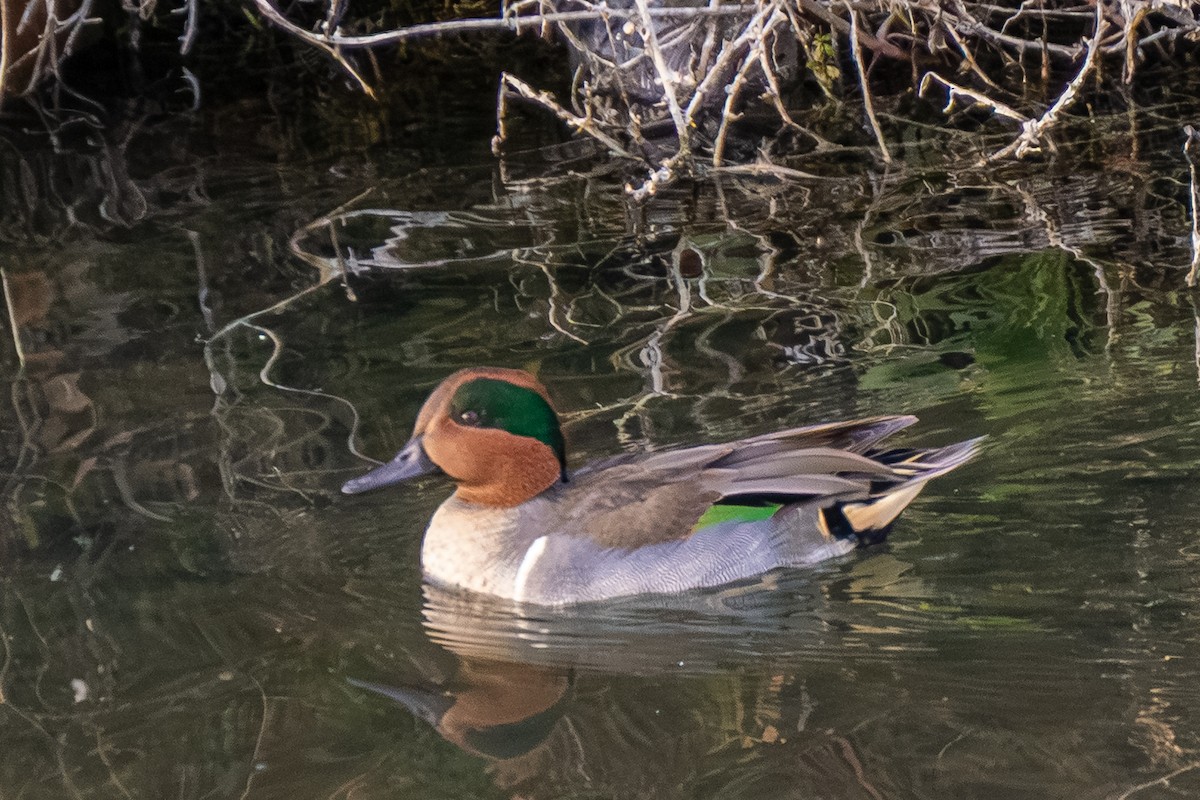 Green-winged Teal - ML646596743