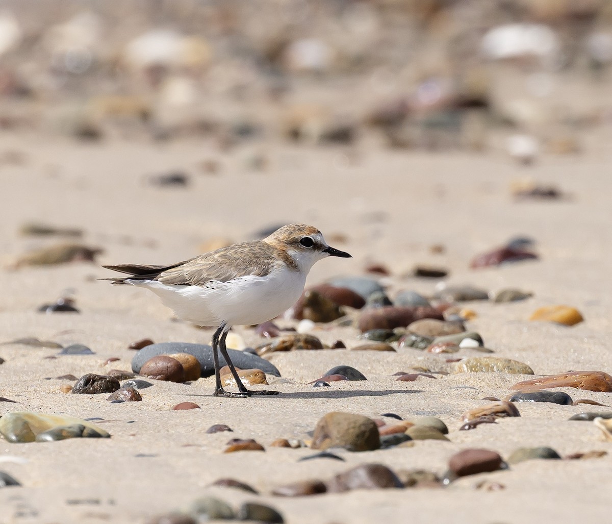 Red-capped Plover - ML646596744