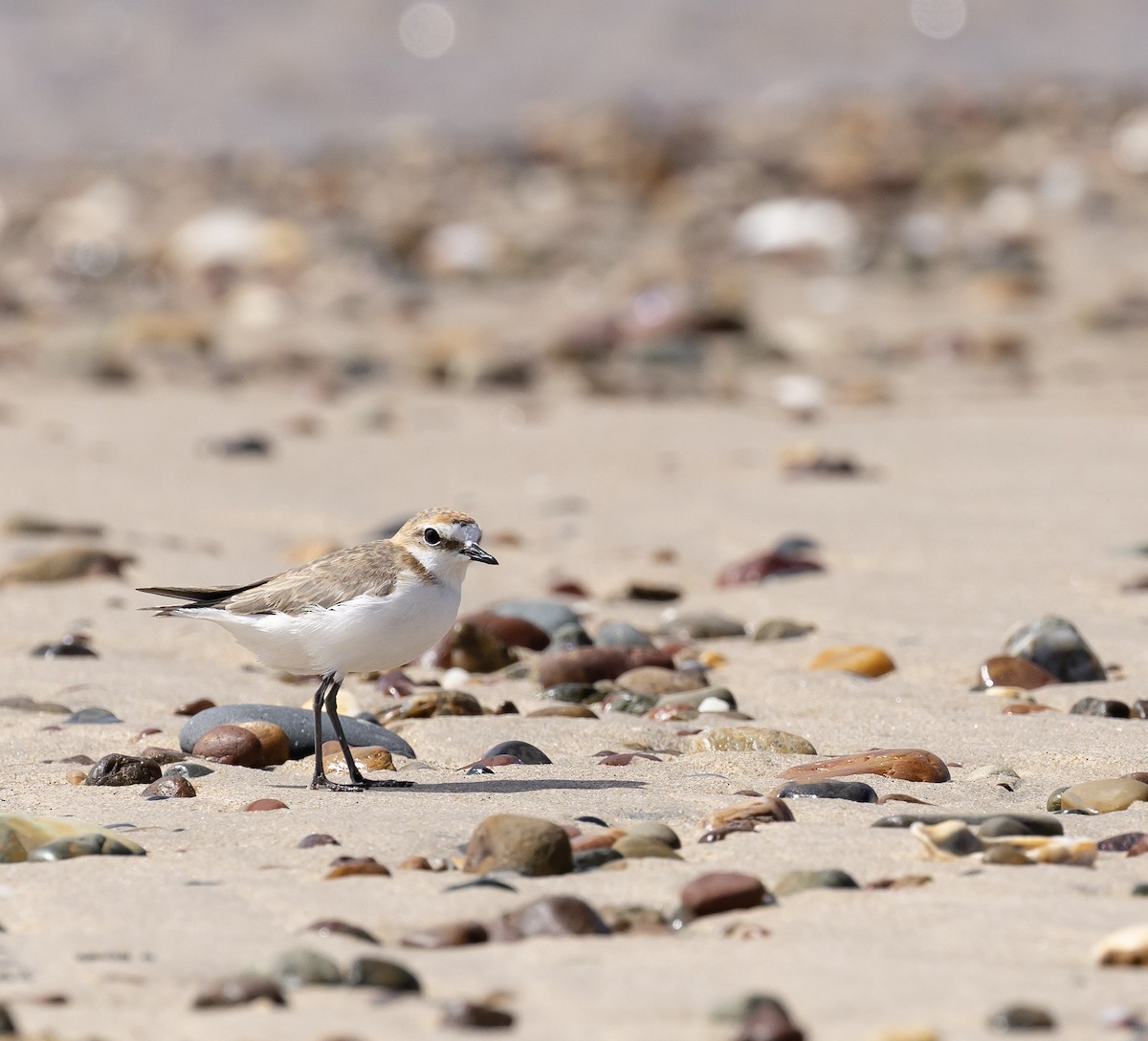 Red-capped Plover - ML646596745