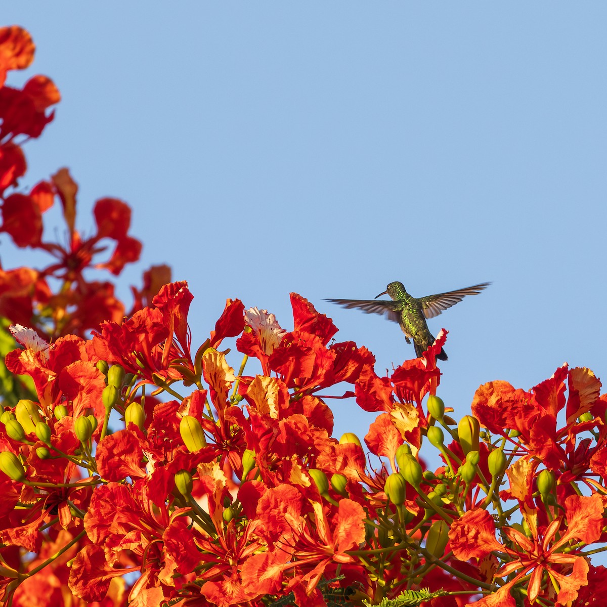 Plain-bellied Emerald - ML646596746