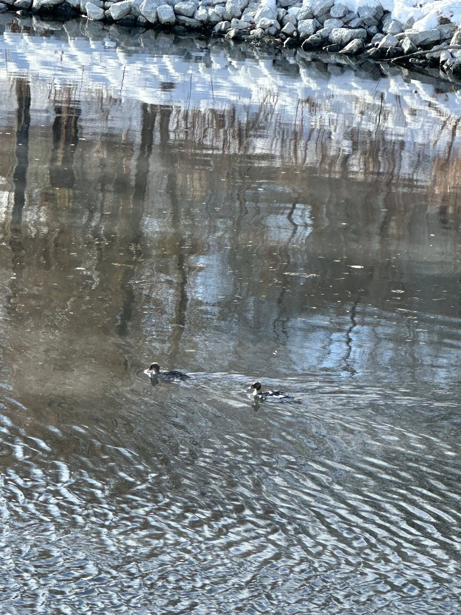 Red-breasted Merganser - ML646596749