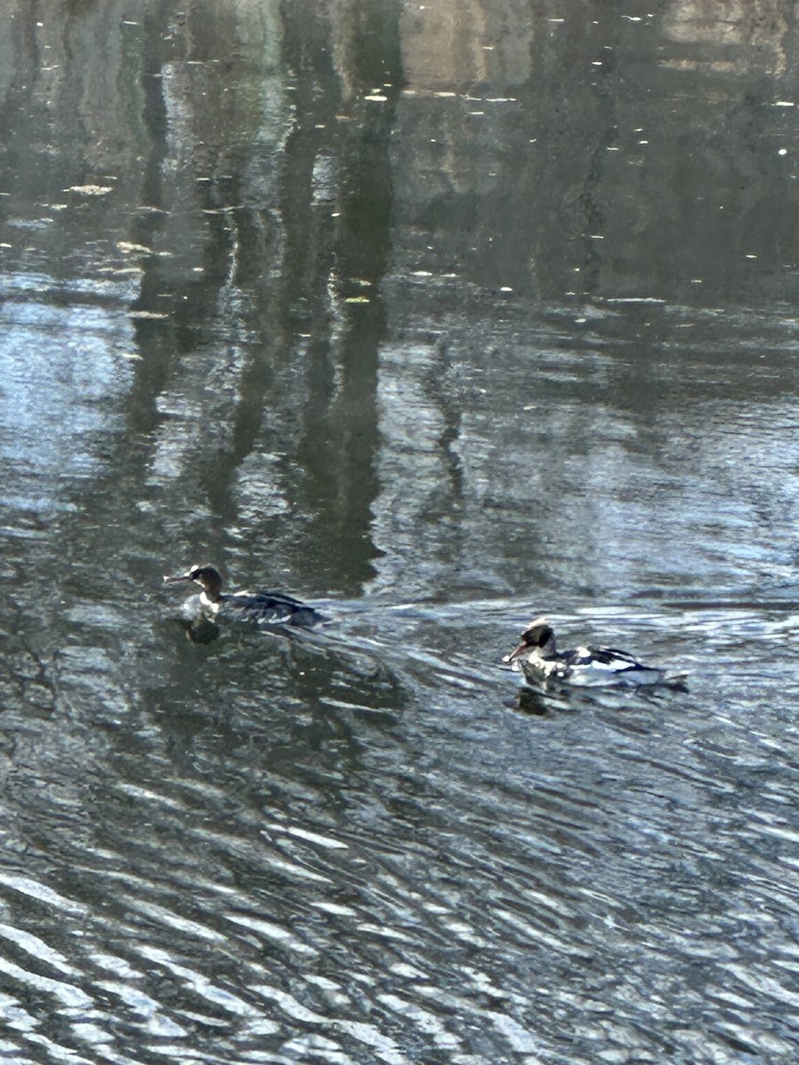 Red-breasted Merganser - ML646596750