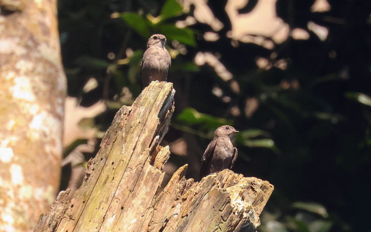 Ussher's Flycatcher - ML646596752