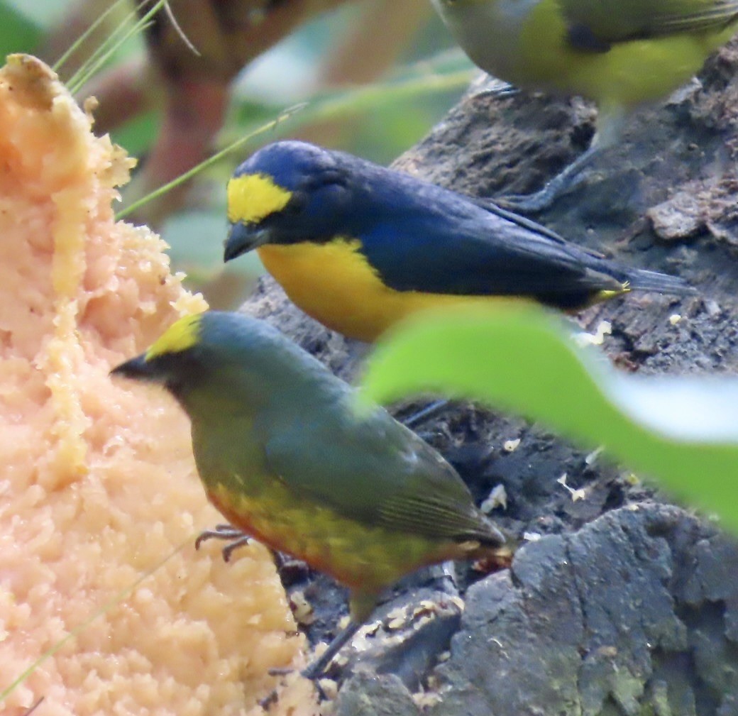 Yellow-throated Euphonia - ML646596753