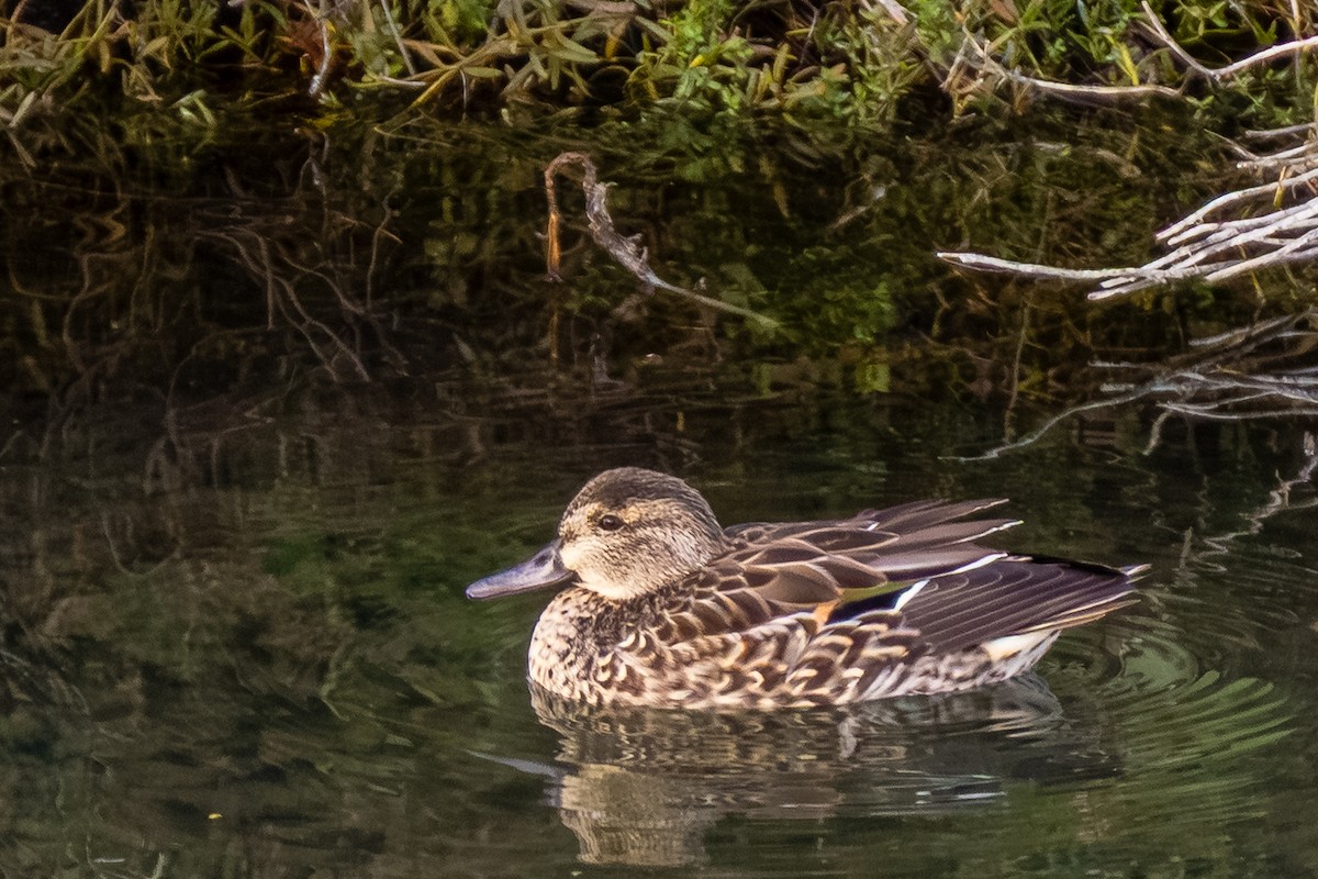 Green-winged Teal - ML646596754