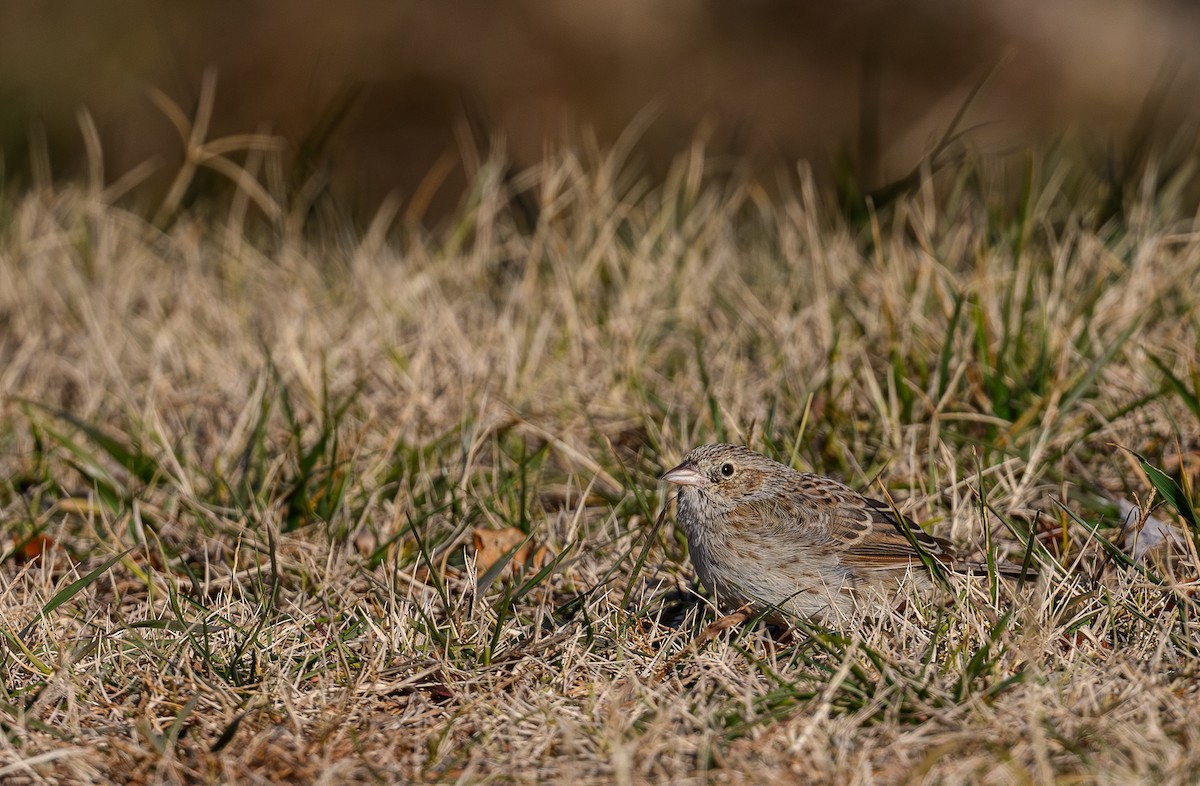 Cassin's Sparrow - ML646596755