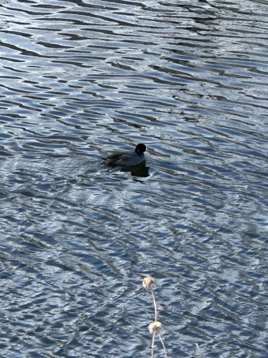 American Coot - ML646596758