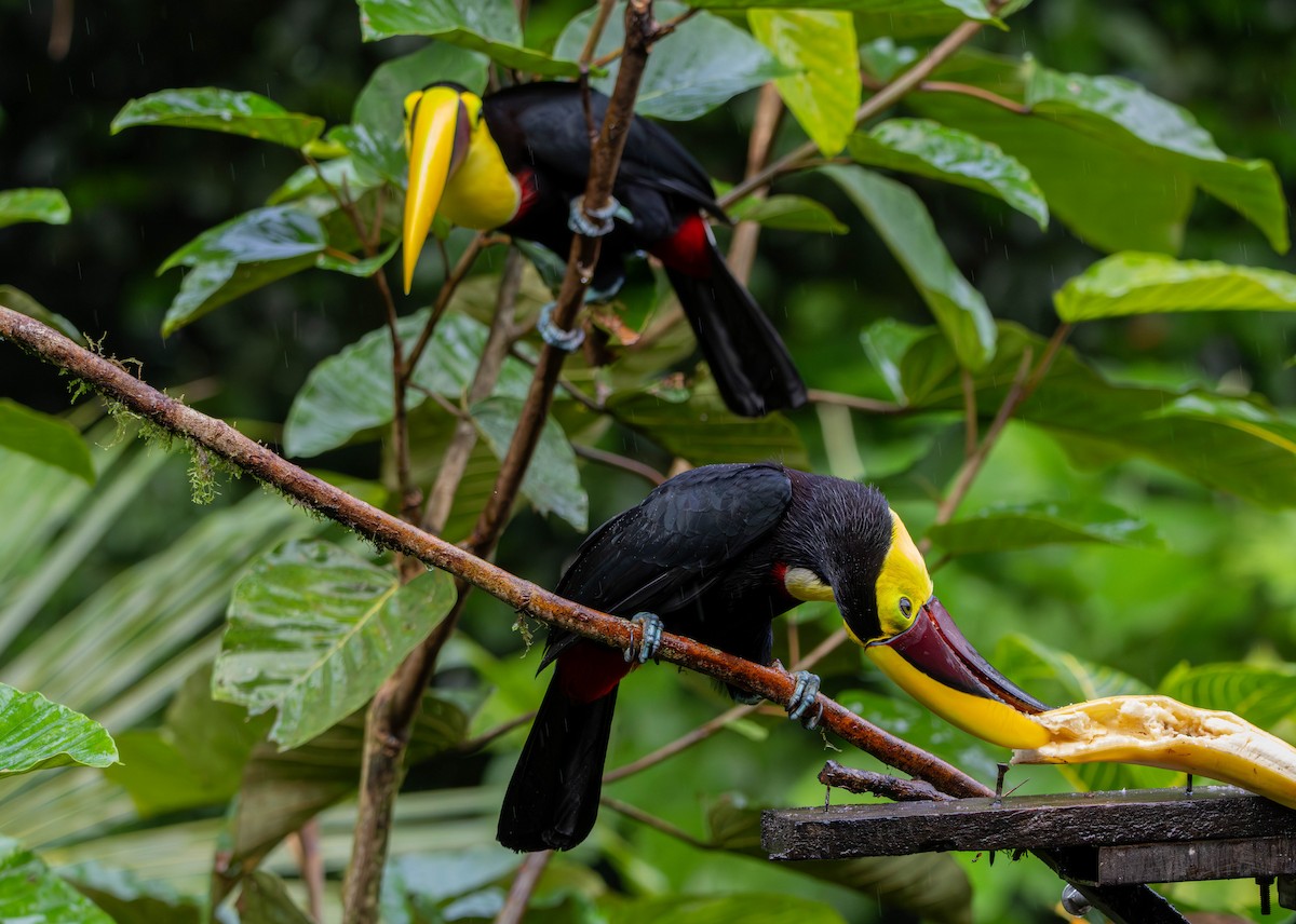Yellow-throated Toucan - ML646596761