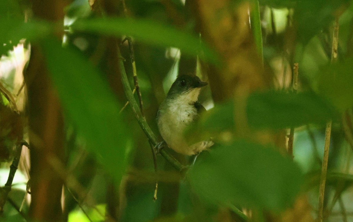 White-tailed Alethe - ML646596763