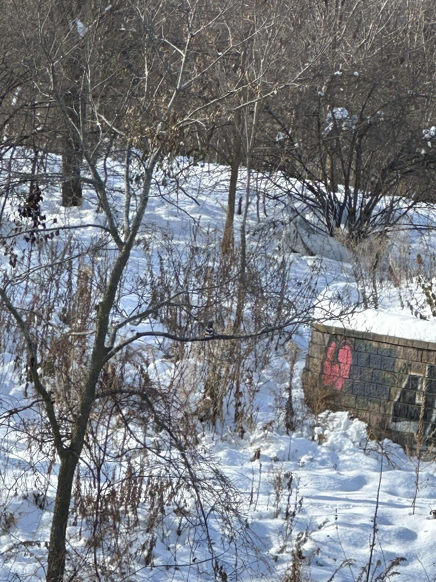 Belted Kingfisher - ML646596764