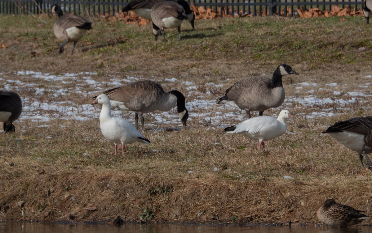 Ross's Goose - ML646596767