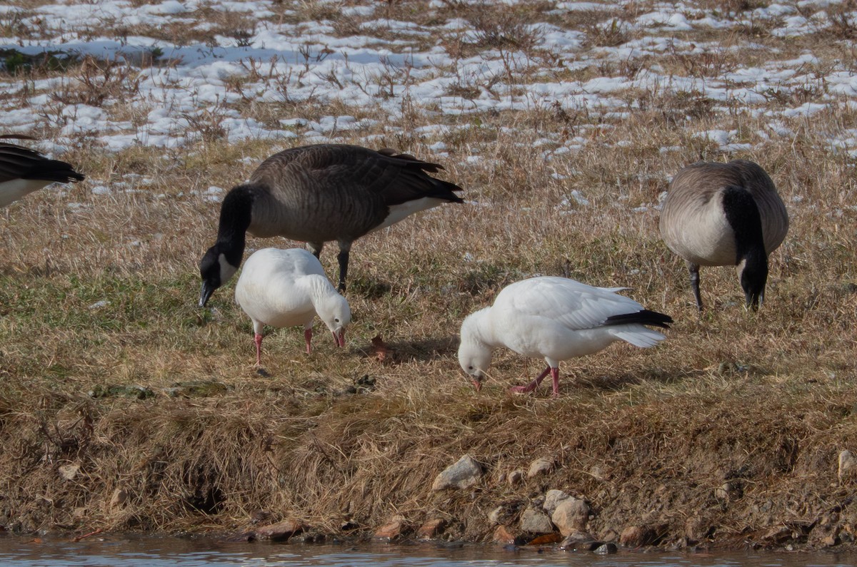 Ross's Goose - ML646596768