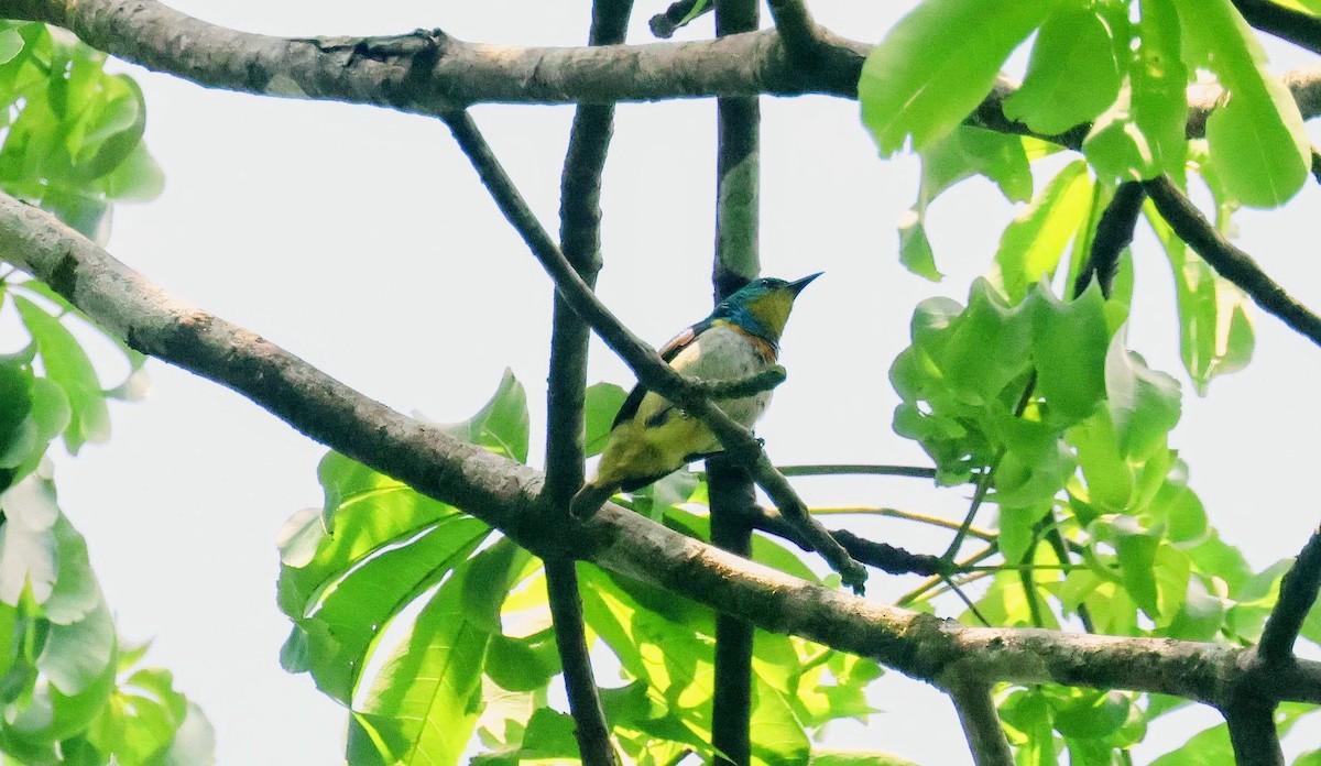 strdimil zelenohřbetý - ML646596770