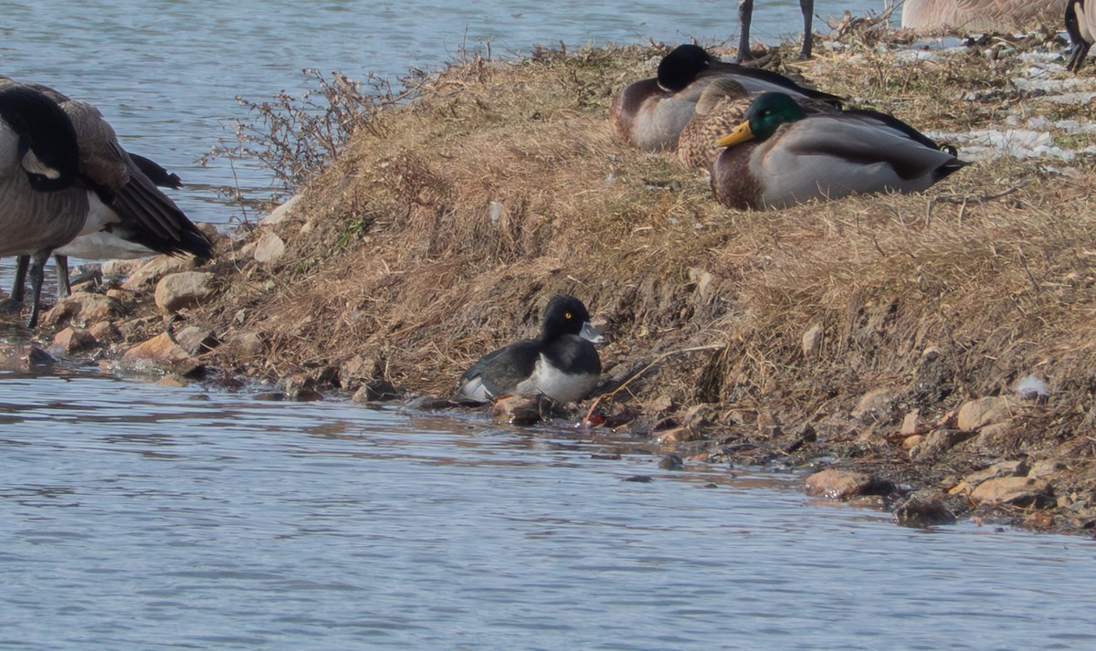 環頸潛鴨 - ML646596772