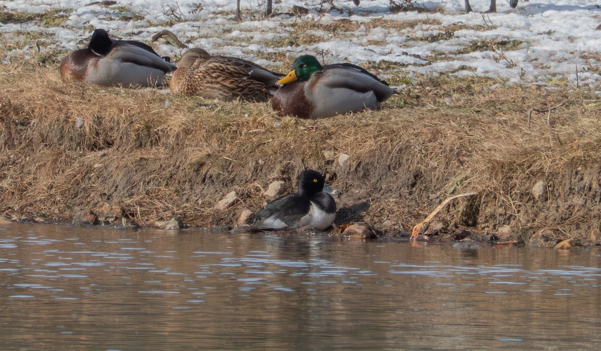 環頸潛鴨 - ML646596773