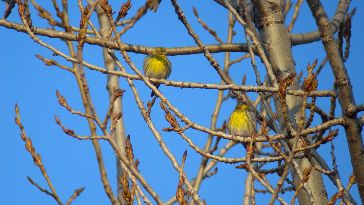בזבוז אירופי - ML646596774