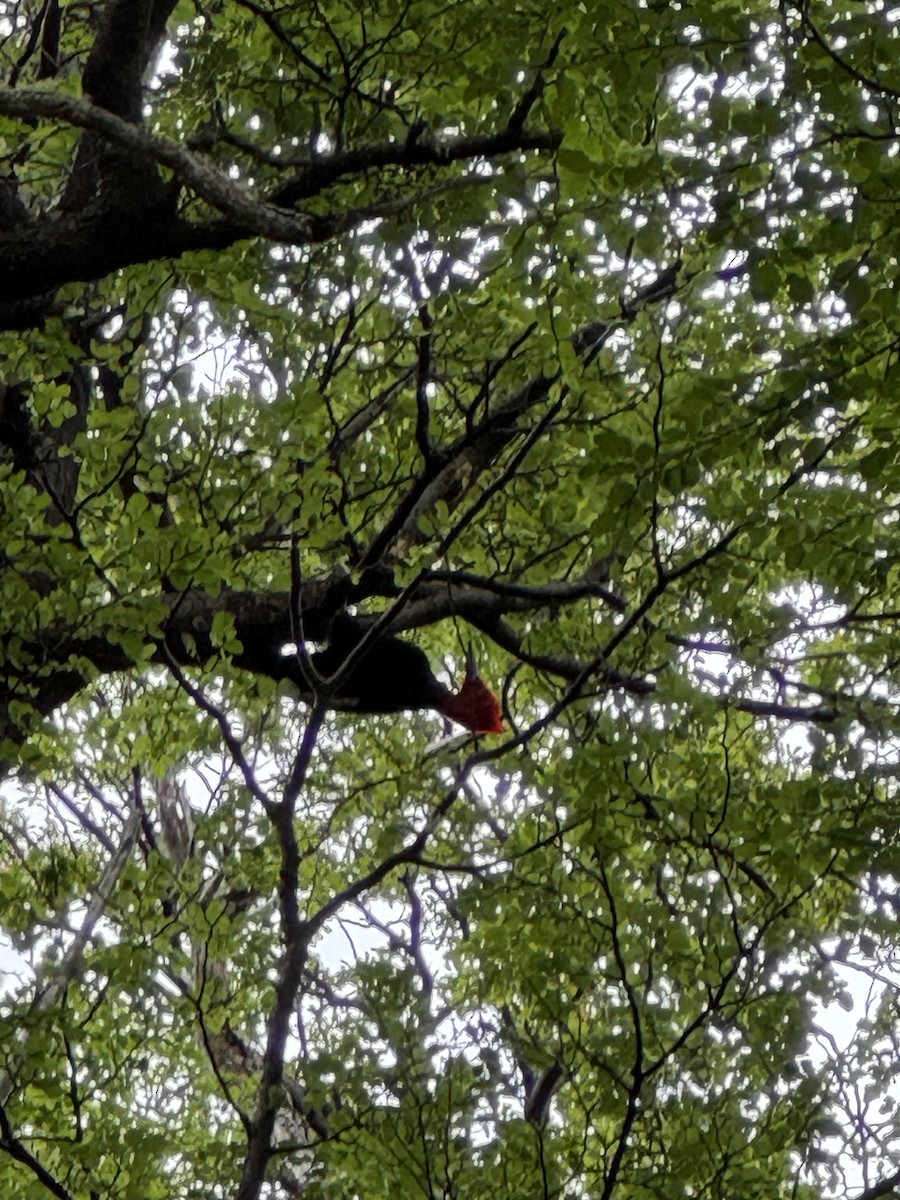 Magellanic Woodpecker - ML646596775