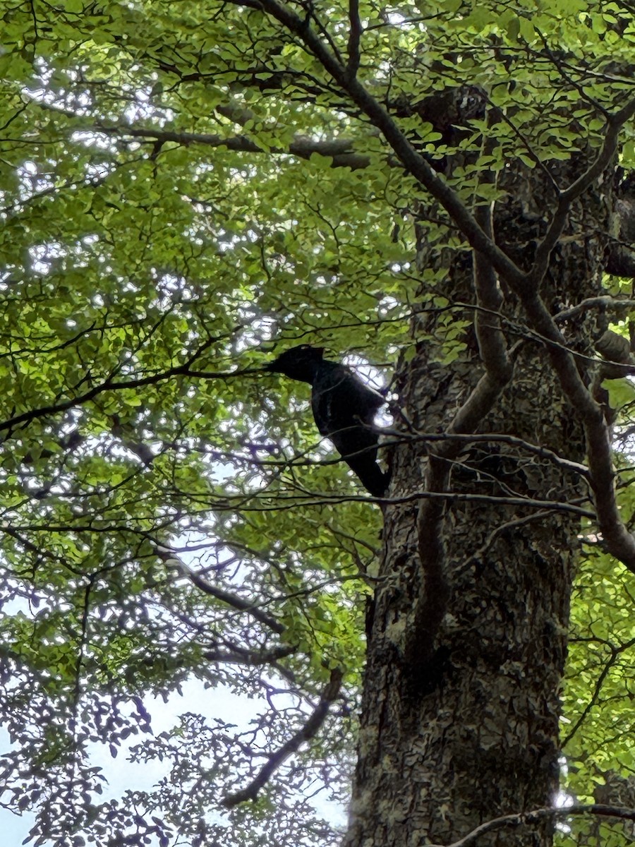 Magellanic Woodpecker - ML646596776