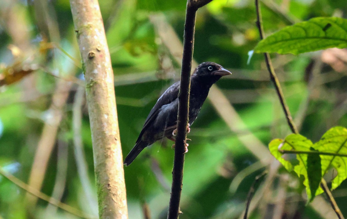 Maxwell's Black Weaver - ML646596778