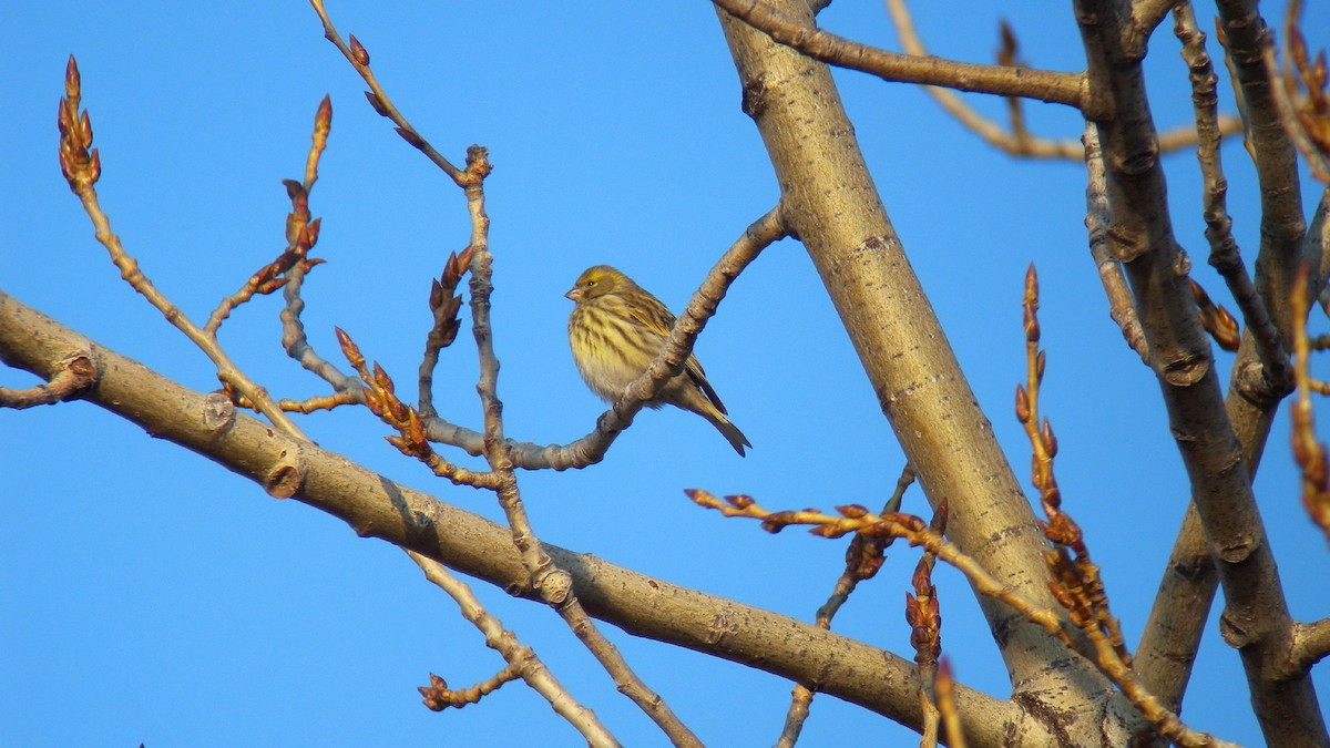 בזבוז אירופי - ML646596780