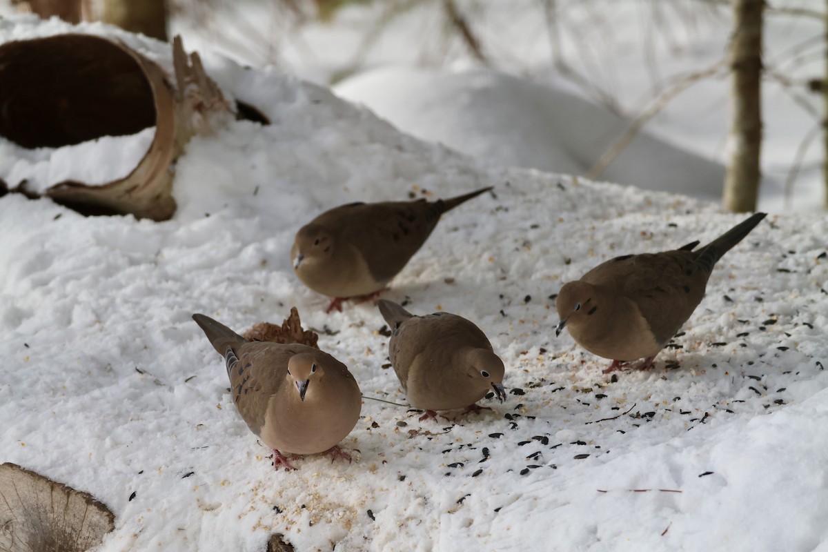 Mourning Dove - ML646596782