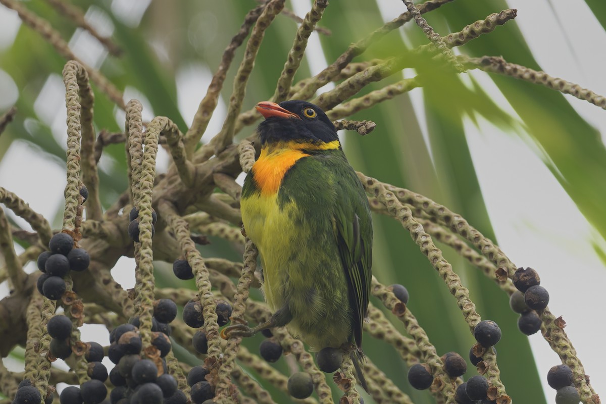 Orangebrustkotinga - ML646596784