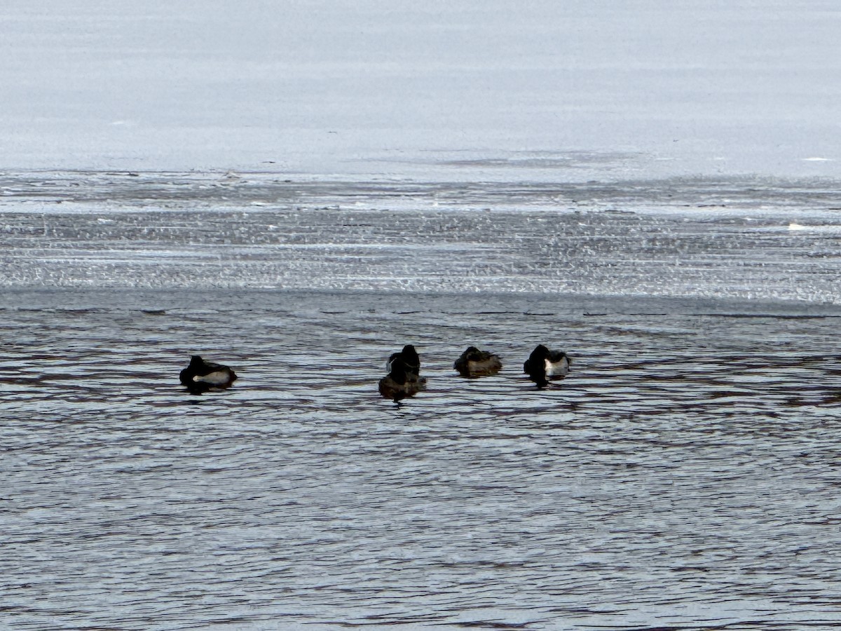 Ring-necked Duck - ML646596785
