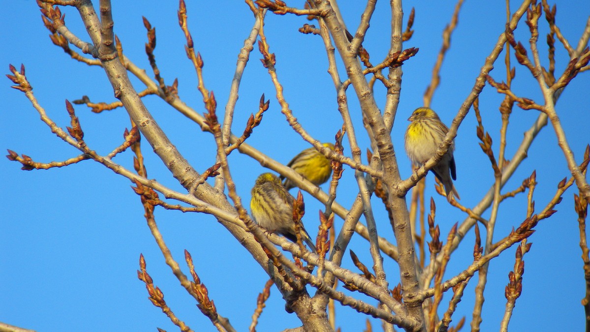בזבוז אירופי - ML646596786