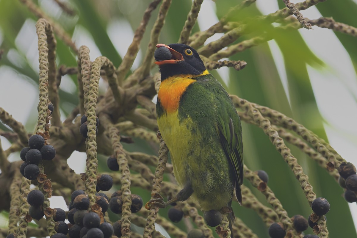 Orangebrustkotinga - ML646596787