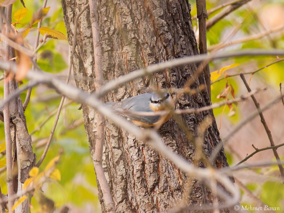 Повзик звичайний - ML646596790