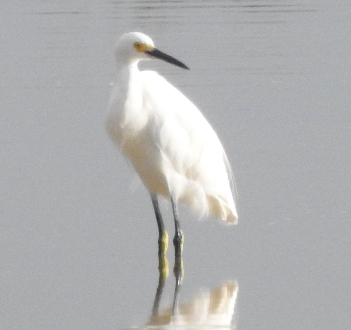 Snowy Egret - ML646596796